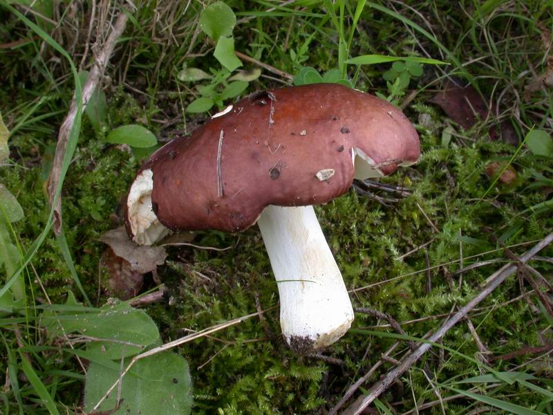 Una Russula....